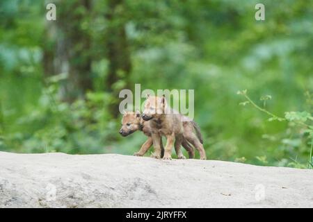 Eurasischer Wolf (Canis lupus lupus) Junge im Wald, Hessen, Deutschland Stockfoto