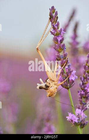 Die Haut eines braun-gefleckten Buschkrickes (Tessellana tessellata) auf einem echten Lavendel (Lavandula angustifolia) blüht auf einem Feld in der Nähe von Valensole, Provance Stockfoto