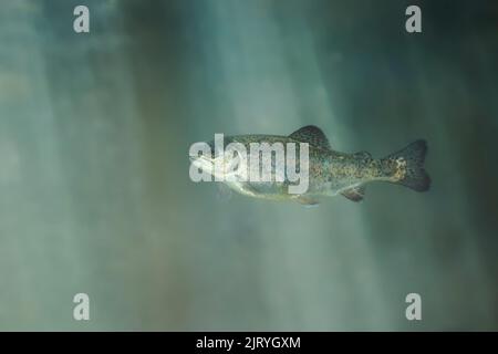 Regenbogenforelle (Oncorhynchus mykiss) schwimmend unter Wasser, Bayern, Deutschland Stockfoto