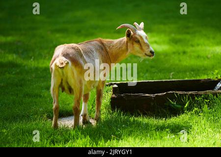 Hausziegen (Capra hircus) stehen vor einer Wasserwanne, Bayern, Deutschland Stockfoto