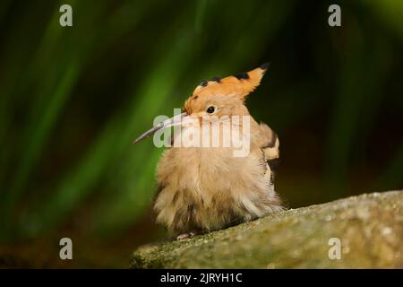 Eurasischer Wiedehopf (Upupa epops) auf dem Boden sitzend, Bayern, Deutschland Stockfoto