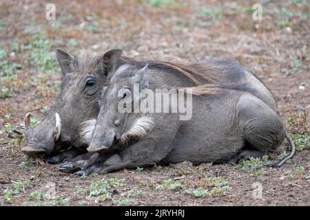 Gewöhnlicher Warzenschwein (Phacochoerus africanus), zwei Tiere erwachen im Morgengrauen, South Luangwa, Sambia Stockfoto