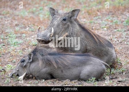 Gewöhnlicher Warzenschwein (Phacochoerus africanus), Paar in der Morgendämmerung, South Luangwa, Sambia Stockfoto