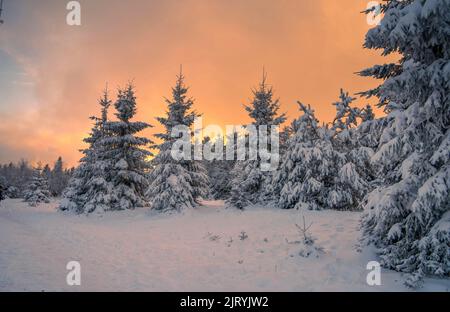 Weihnachten weiße Tannen im Winter bei Sonnenuntergang, Kaltenbronn, Schwarzwald, Deutschland Stockfoto