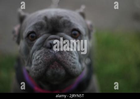 Die Nahaufnahme des Gesichts der französischen Bulldogge sieht gerade aus Stockfoto