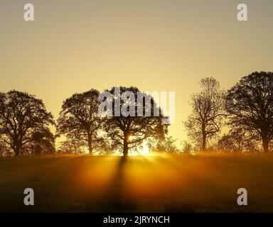 Sonnenstrahlen, die an einem nebligen Wintermorgen durch Eichenbäume leuchten Stockfoto