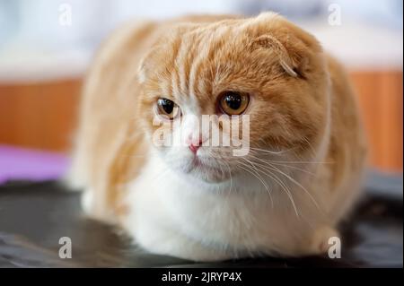 Scottish Fold Hauskatze Stockfoto