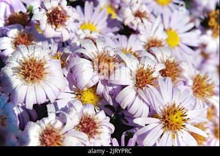 Wilde Chrysanthemen in Tautropfen Stockfoto