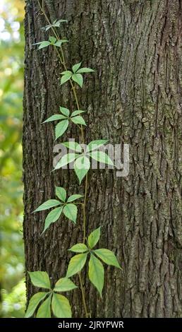 Grüner Efeu kriecht auf dem Baumstamm Stockfoto