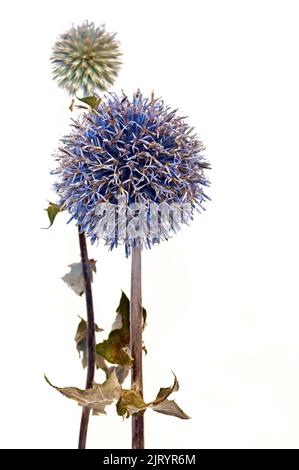 Kugeldistel-Blume isoliert auf weißem Hintergrund Stockfoto