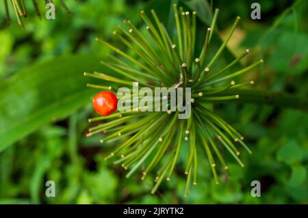 Ein Blütenstand ist eine Gruppe oder Gruppe von Blumen, die auf einem Stamm angeordnet sind, der aus einem Hauptzweig besteht. Hier sind die Überreste eines Blütenstands Stockfoto