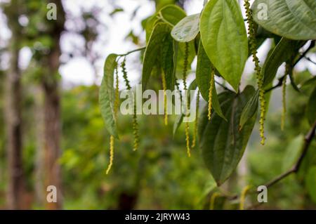 Schwarzer Pfeffer ist eine blühende Weinrebe, die für ihre Frucht, die als Pfeffermais bekannt ist, angebaut wird, die normalerweise getrocknet und als Gewürz und Gewürz verwendet wird. Stockfoto