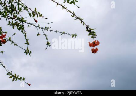 Doppelschichtiger Hibiskus ist eine Sorte, die Blüten mit mehr als 5 Blütenblättern hervorbringen kann, die perenniel sind. Hier ist ein doppelschichtiger Hibiskus Stockfoto