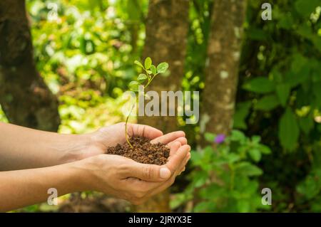 Ein Sämling ist eine junge Pflanze, die sich aus einem Pflanzenembryo aus einem Samen entwickelt. Die Entwicklung des Sämlings beginnt mit der Keimung des Samens. Stockfoto