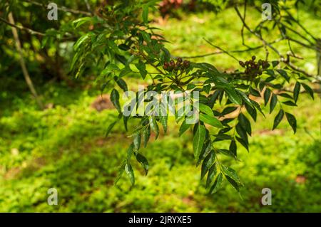 Der Baum mit den Blättern aus dem Laub ist ein tropischer bis subtropischer Baum und stammt aus Asien. Dies ist ein aromatisches Blatt, das in vielen indischen Küchen verwendet wird Stockfoto