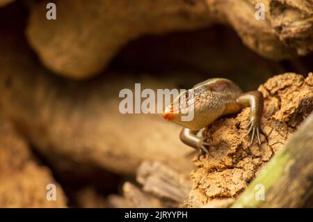 Eidechsen sind eine weit verbreitete Gruppe von Reptilien, die kaltblütige Tiere sind. Hier ist eine Eidechse mit einem schönen Hintergrund. Stockfoto