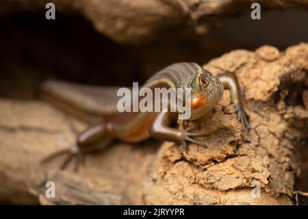 Eidechsen sind eine weit verbreitete Gruppe von Reptilien, die kaltblütige Tiere sind. Hier ist eine Eidechse mit einem schönen Hintergrund. Stockfoto