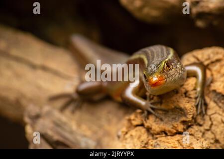 Eidechsen sind eine weit verbreitete Gruppe von Reptilien, die kaltblütige Tiere sind. Hier ist eine Eidechse mit einem schönen Hintergrund. Stockfoto