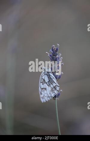 Marmorierte weiße Schmetterlinge, die auf einer Lavendelblüte ruhen Stockfoto