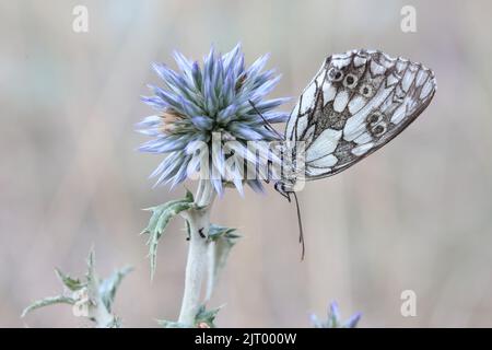 Marmorierte weiße Schmetterlinge, die auf einer südlichen Globethistelblüte ruhen Stockfoto