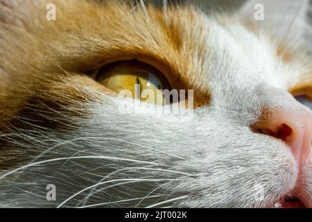 Katzenaugen, schöne gelbe und blaue Katzenaugen mit einer schönen rosa Nase; Nahaufnahme. Stockfoto