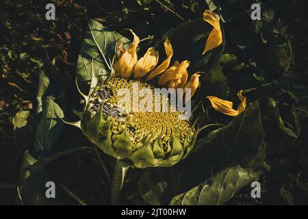 Eine reife Sonnenblume liegt auf dem grünen Gras, die Blütenblätter sind abgefallen, in einem sonnigen Sonnenstrahl. Dunkelgrüner natürlicher Hintergrund, Erntekonzept. Ländliches li Stockfoto