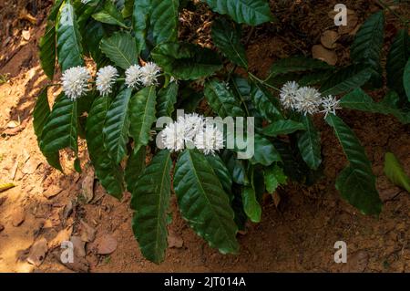 Kleine, duftende weiße Blüten wachsen dort, wo die Blätter und Zweige aufeinander treffen. Der Duft von Kaffeeblüten ist einfach wunderbar tief und ohne Stockfoto