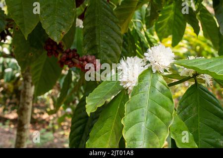 Kleine, duftende weiße Blüten wachsen dort, wo die Blätter und Zweige aufeinander treffen. Der Duft von Kaffeeblüten ist einfach wunderbar tief Stockfoto