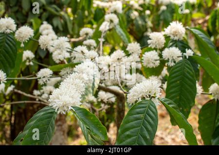 Kleine, duftende weiße Blüten wachsen dort, wo die Blätter und Zweige aufeinander treffen. Der Duft von Kaffeeblüten ist einfach wunderbar tief und ohne Stockfoto