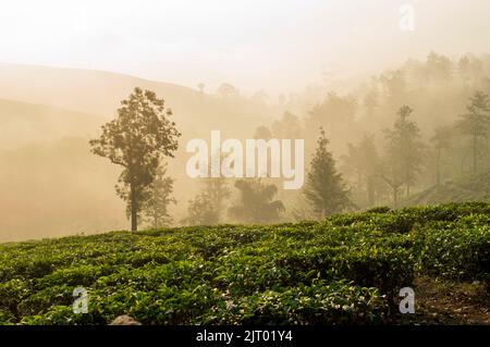 Morgennebel auf einem Hügel in einer Teeplantage, die der Natur eine malerische Schönheit verleiht Stockfoto