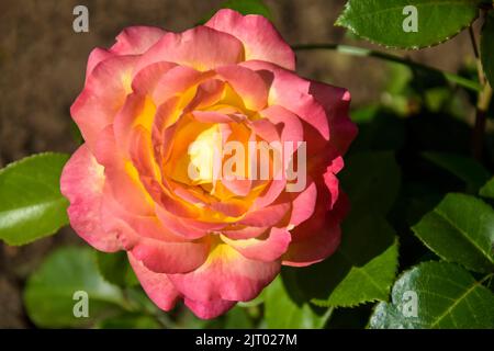 Eine blühende Blume aus zartrosa-gelber Rose im Garten. Nahaufnahme. Selektiver Fokus. Stockfoto