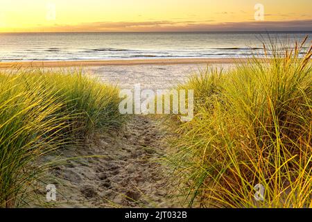 Ein schöner sandiger Weg hinunter zum Meer. Fußabdrücke im Sand zwischen Strandgras. Sonnenuntergang, goldene Stunde. Nordholland Dünenreservat, Egmond aan Zee, Stockfoto