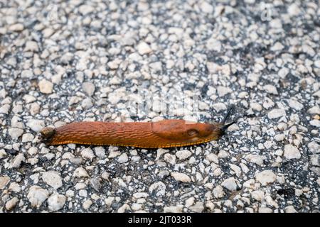 Spanische Schnecke (Arion lusitanicus - Arion vulgaris) oder portugiesische Schnecke als invasive Arten- und Gartenpest Stockfoto