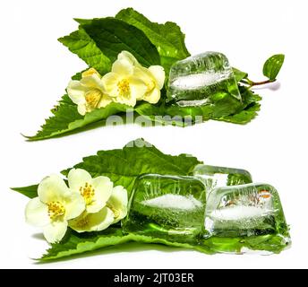 Feminines, Schönheits- und Kosmetikkonzept, ein Zweig aus Zitronenmelisse, gefrorenen Eiswürfeln mit Jasminzweig Stockfoto