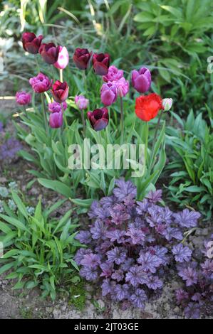 Ein Blumenrand in einem Garten mit einer lilafarbenen Heuchera und roten und lilafarbenen Tulpen (Tulipa) im Mai Stockfoto