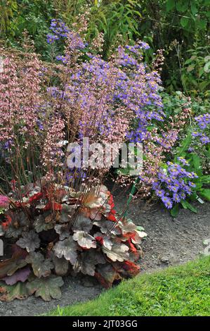 Eine Blumenranke in einem Garten mit lila Blütenblättern der Heuchera Beaujolais und der europäischen Michaelmas-Gänseblümchen (Aster amellus) im September Stockfoto