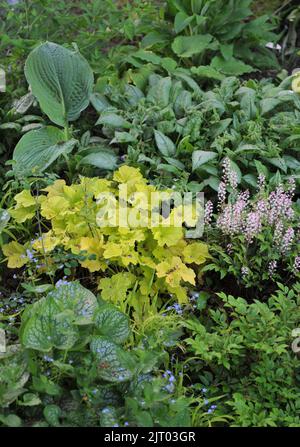 Eine Blumengrenze in einem Garten mit gelbblättrigem Heuchera-Wunder im Mai Stockfoto