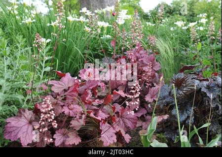 Ein Blumenrand in einem Garten mit dunkellila und rosafarbenen Heucheras und sibirischen Flaggen (Iris sibirica) Weißer Wirbel im Mai Stockfoto