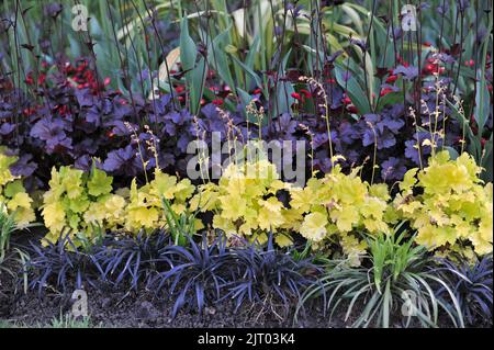 Eine Blumengrenze in einem Garten mit gelb- und lilafarbenen Heuchera und Ophiopogon planiscapus nigrescens im Mai Stockfoto