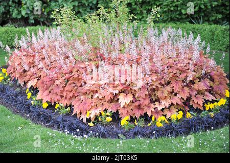 Ein Blumenbeet in einem Garten mit Heuchera und schwarzem Ophiopogon planiscapus nigrescens im Mai Stockfoto