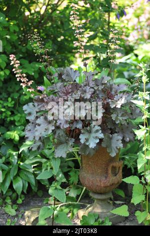 Eine lilafarbene Heuchera in einer rostigen Vase in einem Garten im Juli Stockfoto