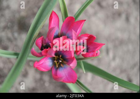 Lila verschiedene Tulpen (Tulipa humilis) im April erblühen Träume in einem Garten Stockfoto