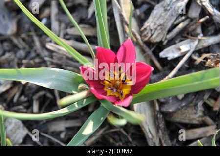 Lila verschiedene Tulpen (Tulipa humilis) Persische Perlen blühen im März in einem Garten Stockfoto