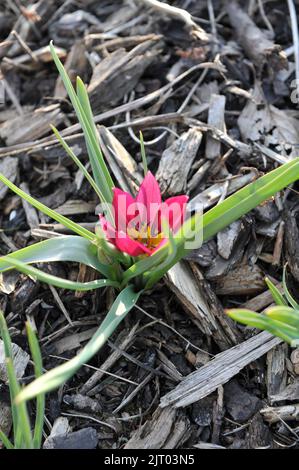 Lila verschiedene Tulpen (Tulipa humilis) Persische Perlen blühen im März in einem Garten Stockfoto