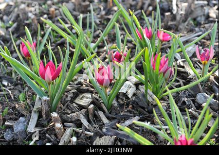 Lila verschiedene Tulpen (Tulipa humilis) Persische Perlen blühen im März in einem Garten Stockfoto