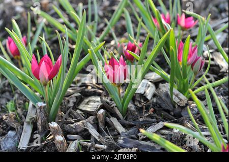 Lila verschiedene Tulpen (Tulipa humilis) Persische Perlen blühen im März in einem Garten Stockfoto