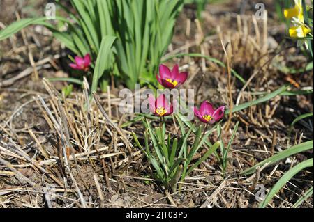 Lila verschiedene Tulpen (Tulipa humilis) Persische Perlen blühen im April in einem Garten Stockfoto