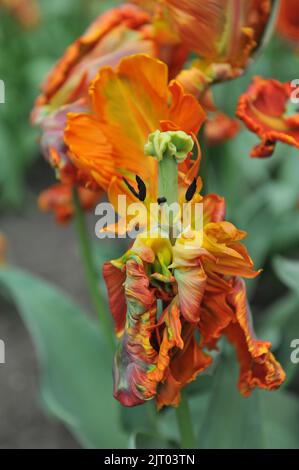 Orangenpapagei Tulpen (Tulipa) Prinses Irene Parkiet blüht im April in einem Garten Stockfoto