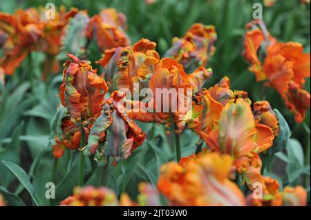 Orangenpapagei Tulpen (Tulipa) Prinses Irene Parkiet blüht im April in einem Garten Stockfoto