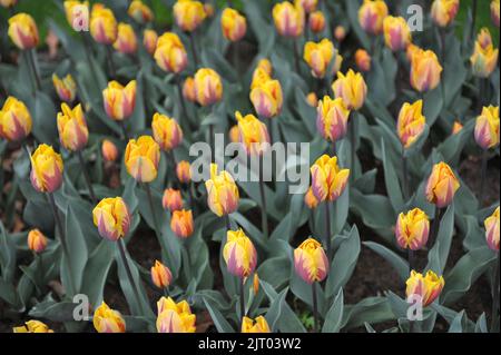 Gelb mit violettem Flammenmuster Triumph Tulpen (Tulipa) Prinses Margriet blüht im April in einem Garten Stockfoto